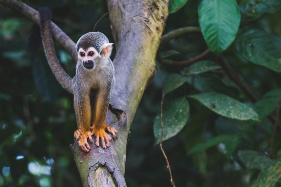 Image of a small chimpanzee on a tree